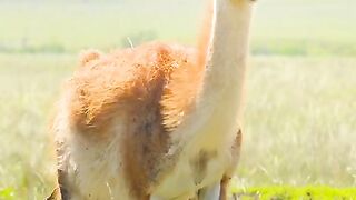 Tense seconds of giving birth to her child