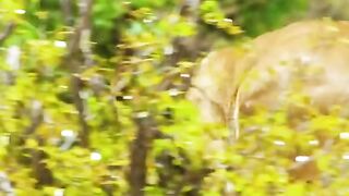 the lions eat big