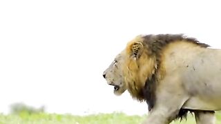 The male lion roared