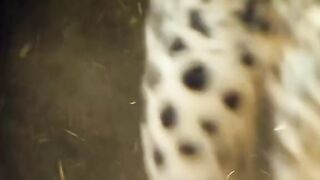 Stalking prey