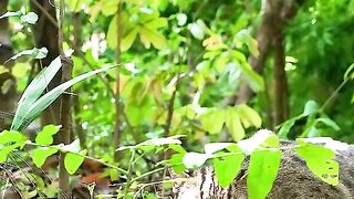 Cat watching cobra snake