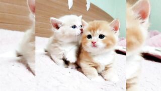 Bautyfull cat very nice