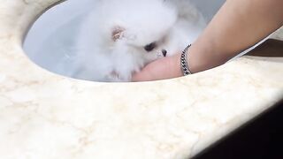 Cute #animal#fyp#funy#viral part 2