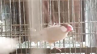 Java Finch bird's