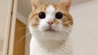 Cat Viral Video