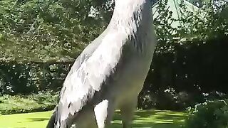 shoebilla_stupid_bird_????#science_#science facts_#viral_#facts_#trending