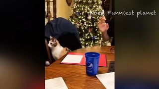 Funny Dogs And Cats Videos 2024 ???? - Best Funniest Animal Videos Of The week #6