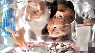 3 idiots & and the fly????(watch video to watch a ????)