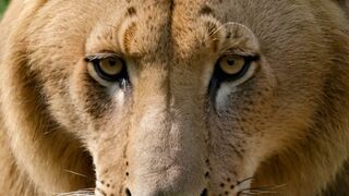 Prepare to be Enthralled: Revealing the Wondrous Secrets of Wild Animals!