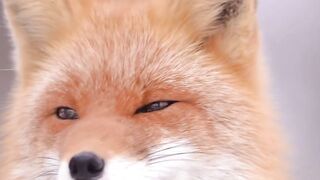 Beautiful fox