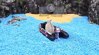 Hamster Bank Robbery and Escape ????