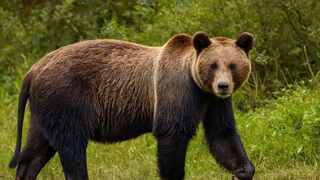 Unprecedented Wildlife Revelations: 7 Secrets That Will Blow Your Mind