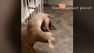Best Funniest Animals Videos ???? - Funny Dogs And Cats Videos 2024???? #7