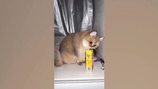 Funniest Animals ???? New Funny Cats and Dogs Videos ????????
