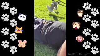 Funny Pets - Animal combination for 2024 weekl #cats#dogs#animal