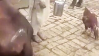 funny video