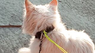 MY BEAUTIFUL PET ????