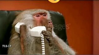 Funny video