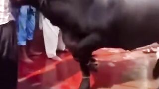 Funny Qurbani