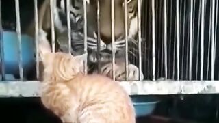 Cat vs Tiger funny short