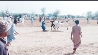 Bull race