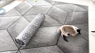 Kitten Terrorizes Cat