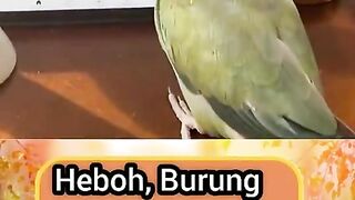 Clever Bird