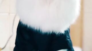Beautiful Cat