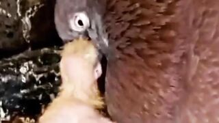 Pigeon feeding baby