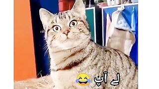 Cats funny videos