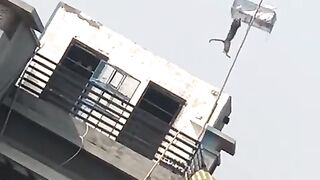 Cat catching pigeons.