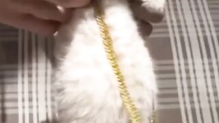 Cat shorts cats viral videos funny cats cute cats