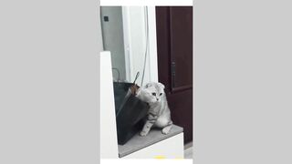 funny animals tiktok