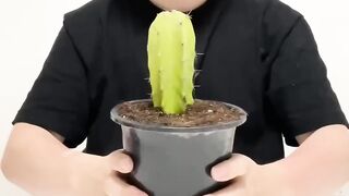 Real dragon fruit Cactus