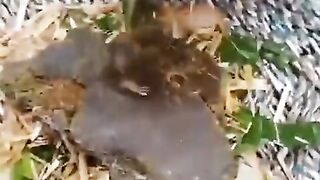 Buffalo eats bread