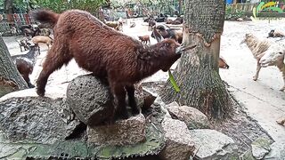 Goats Funny Cute  Goat Eating Videos Animals funny