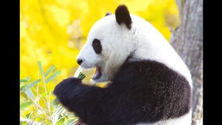PANDA Music