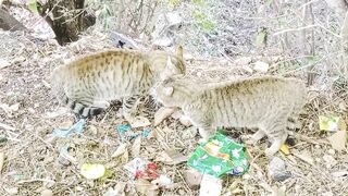 بلی کا بچہ مرنے پر بلیاں گلے مل کر رو رہی  ہیں