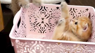 Two Cute Baby Cats Playing