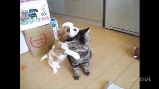 Funny Cats vs Dogs Compilation????????????