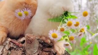 Two Cute Rabbits