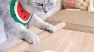 Best Funny Videos Of Dogs ? And Cats ? - Try Not To Laugh!