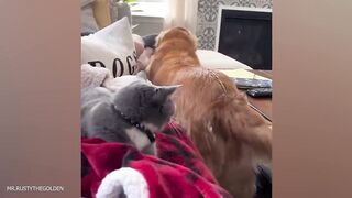 It's Hard Not to Laugh???? Best Funny Animals Video 2024 ????