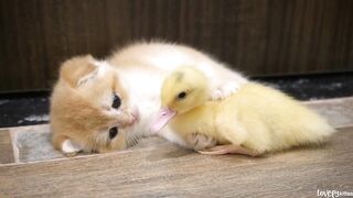 Kitten Hiro always tries to hug ducklings tightly, Ducklings thought the kitten was the mother duck