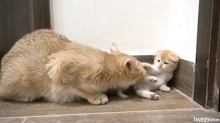 Kitten Jiho wriggles its paws and wrestles with his brothers to attract the attention of mom cat