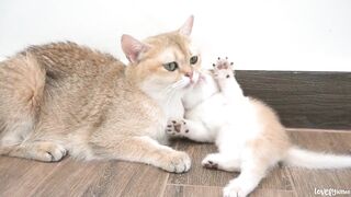 Kitten Jiro playfully teased the mother cat and was punished by his mother cat