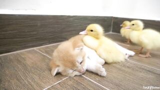 Kitten Jiro playfully teased the mother cat and was punished by his mother cat