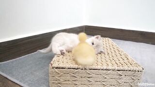 Kitten Mei jumps on the basket to play with duckling, but upon hearing mom cat's call, she runs back