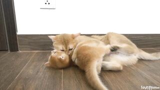 Kitten Tomi dares to provoke mother cat and receives playful hits from his mom