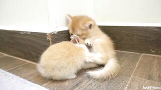 Kitten Tomi greets a bunny for the first time, and they quickly become surprisingly close